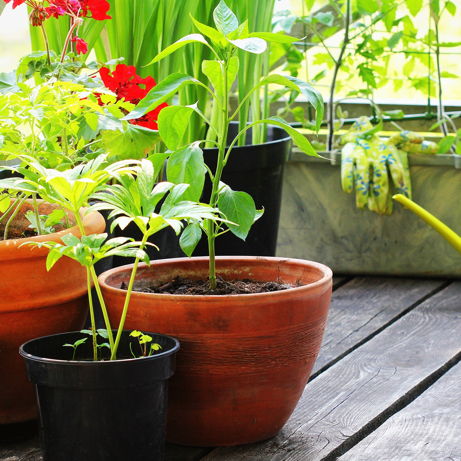 You can grow vegetables in containers