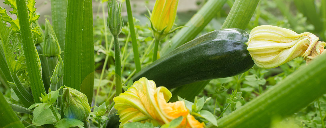 How to Care for Zucchini Plants and Other Summer Squashes