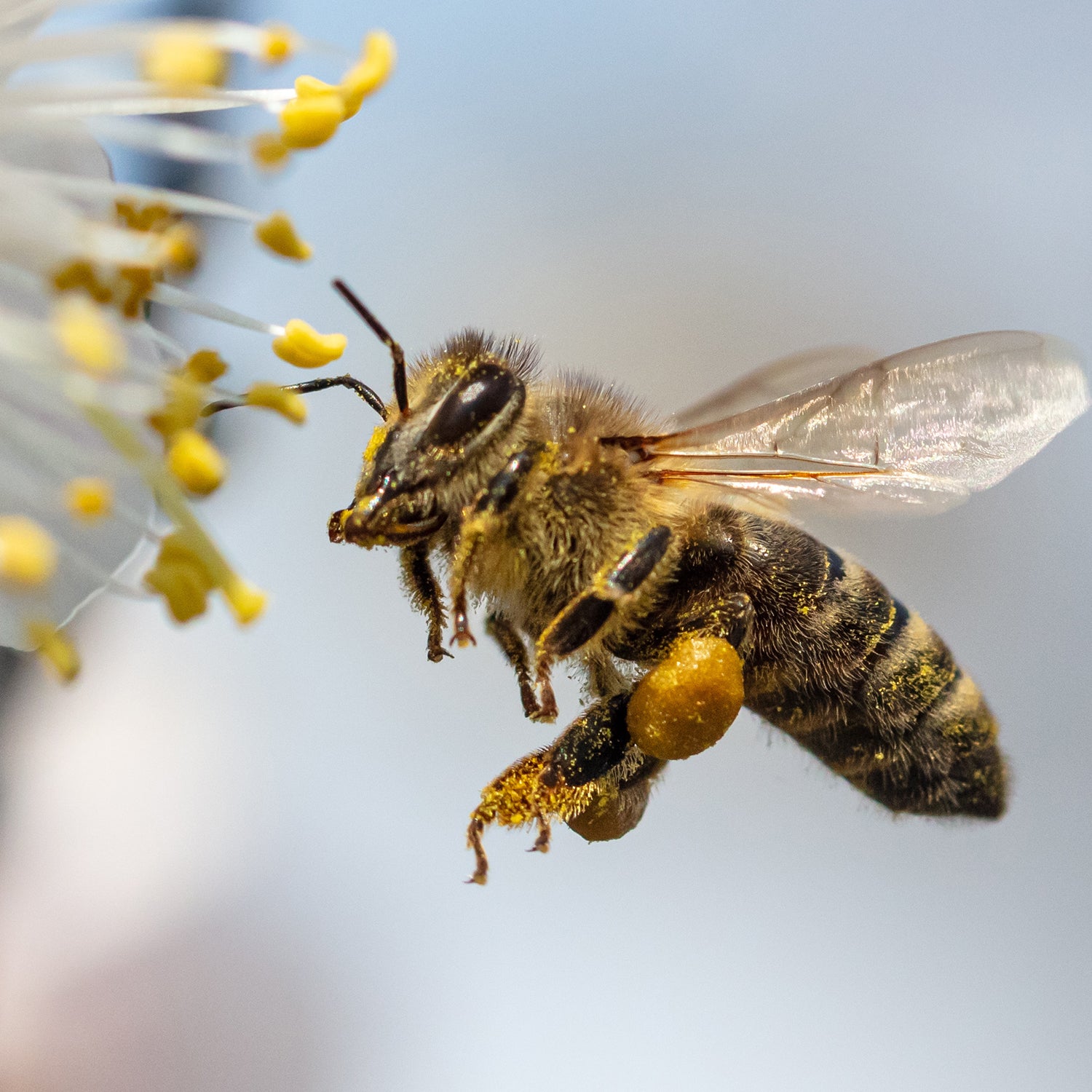 The Buzz On Bees • How Pollinators Help Our Gardens