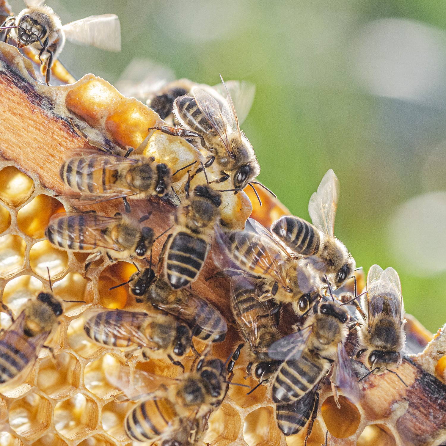 The Buzz On Bees • How Pollinators Help Our Gardens