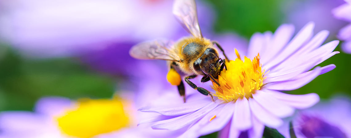 The Buzz On Bees • How Pollinators Help Our Gardens