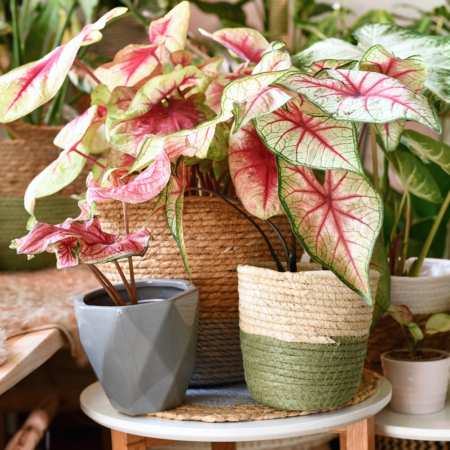 Everything You Need to Know About Caladium Care, Indoors or Out!