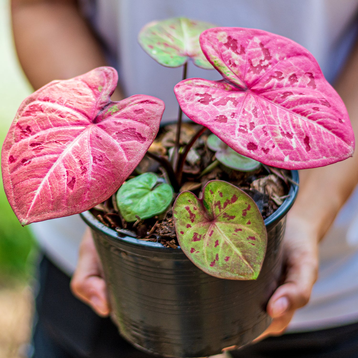 Everything You Need to Know About Caladium Care, Indoors or Out!