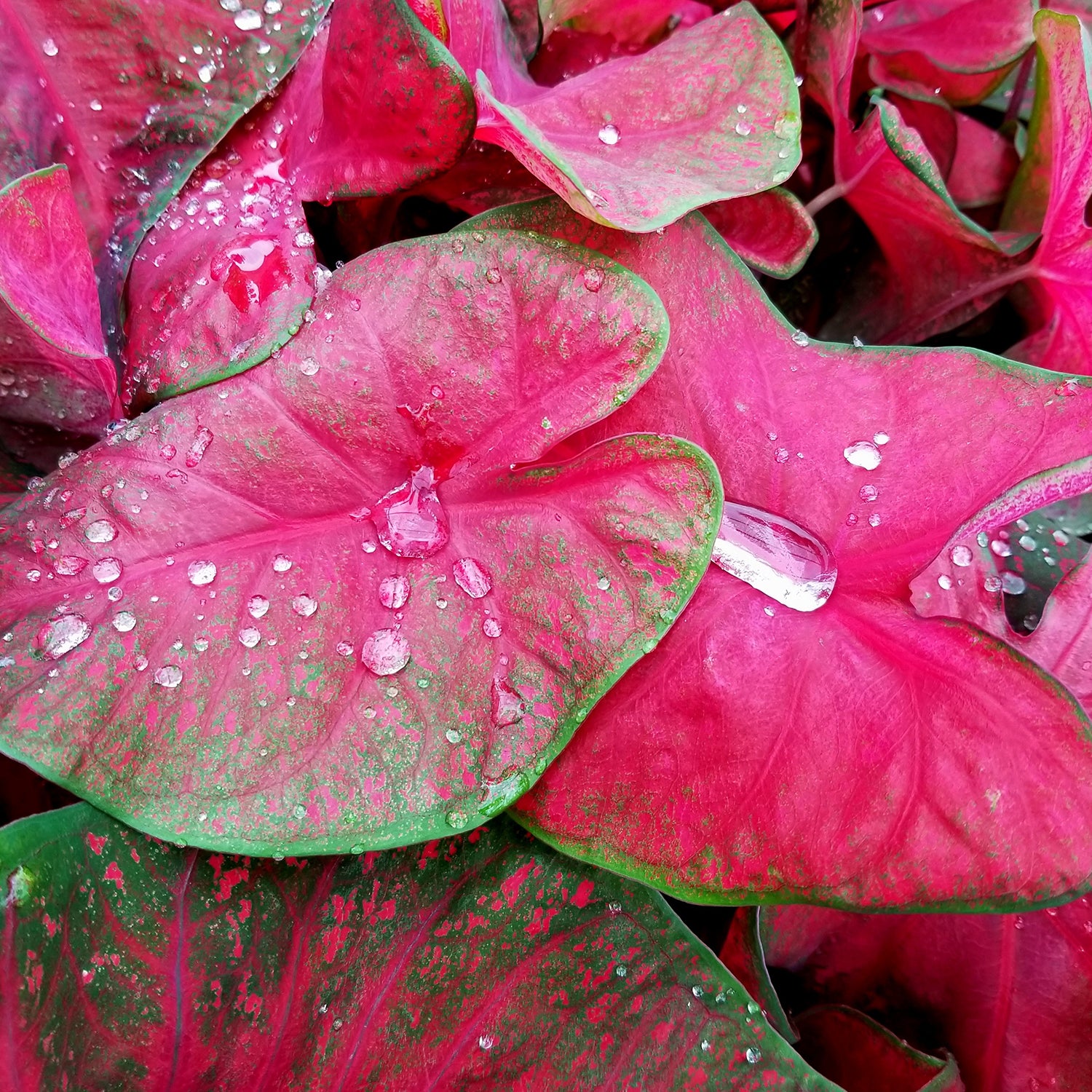 Everything You Need to Know About Caladium Care, Indoors or Out!