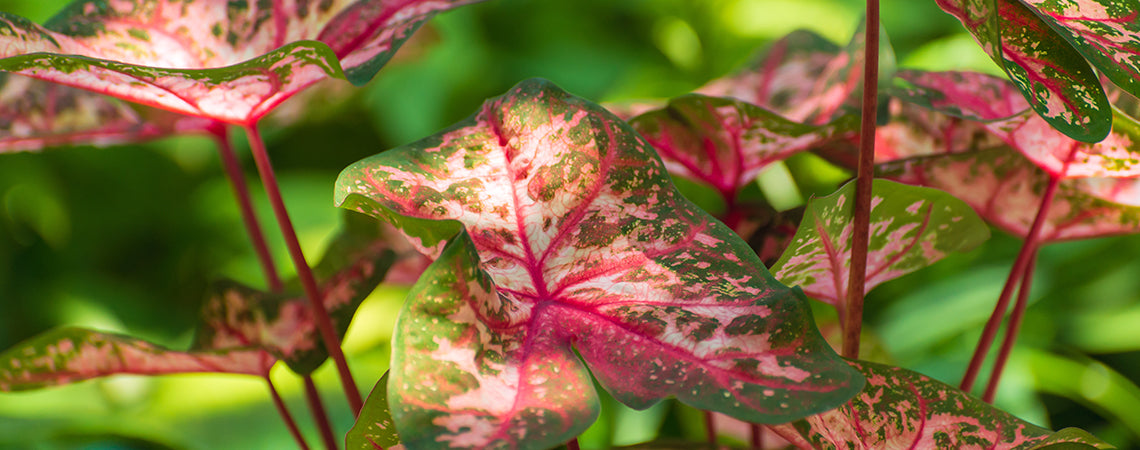 Everything You Need to Know About Caladium Care, Indoors or Out!