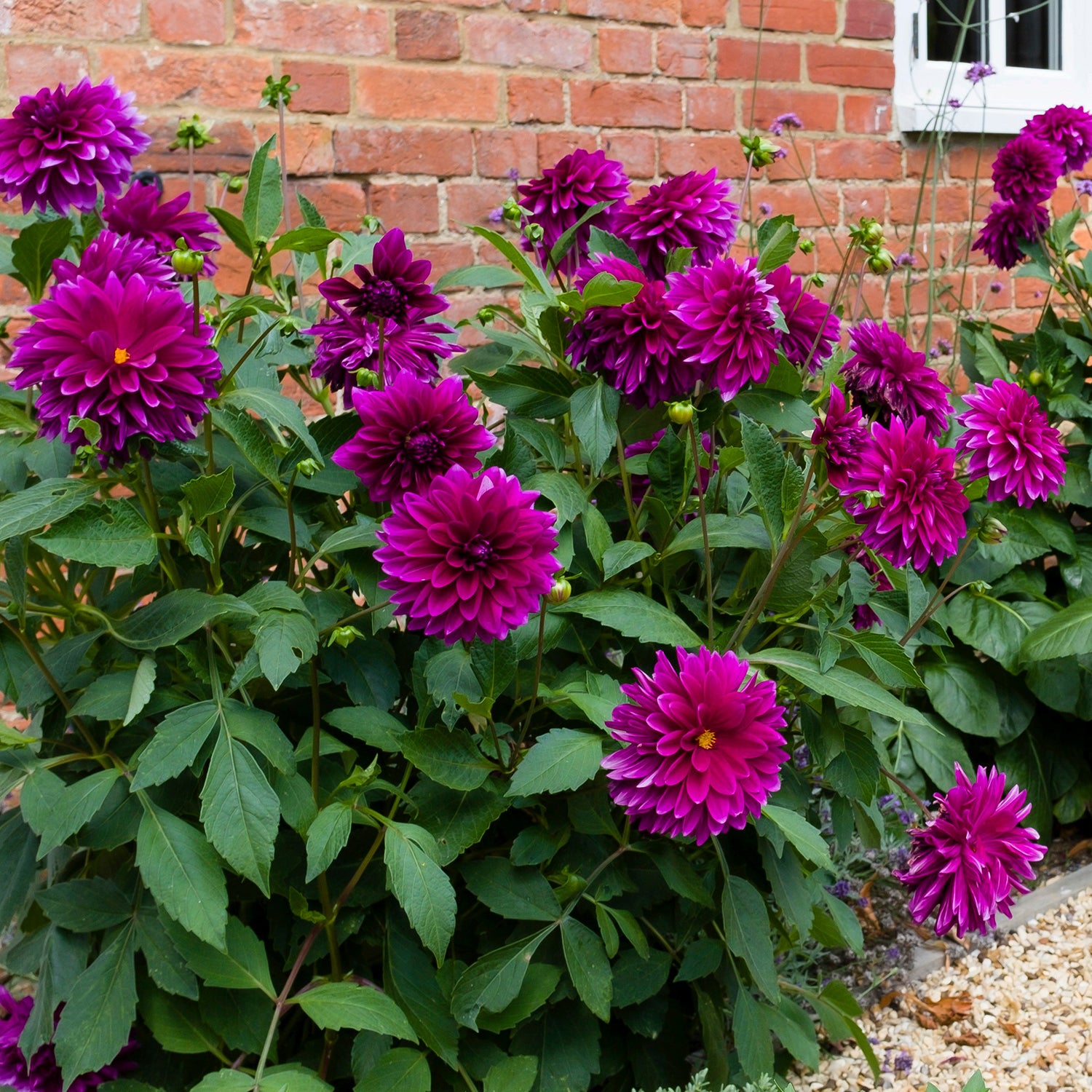 Dazzling Dahlias and How to Grow Them