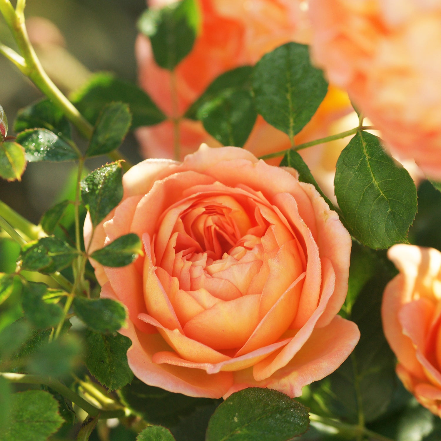 David Austin Roses and How to Care for Them in California