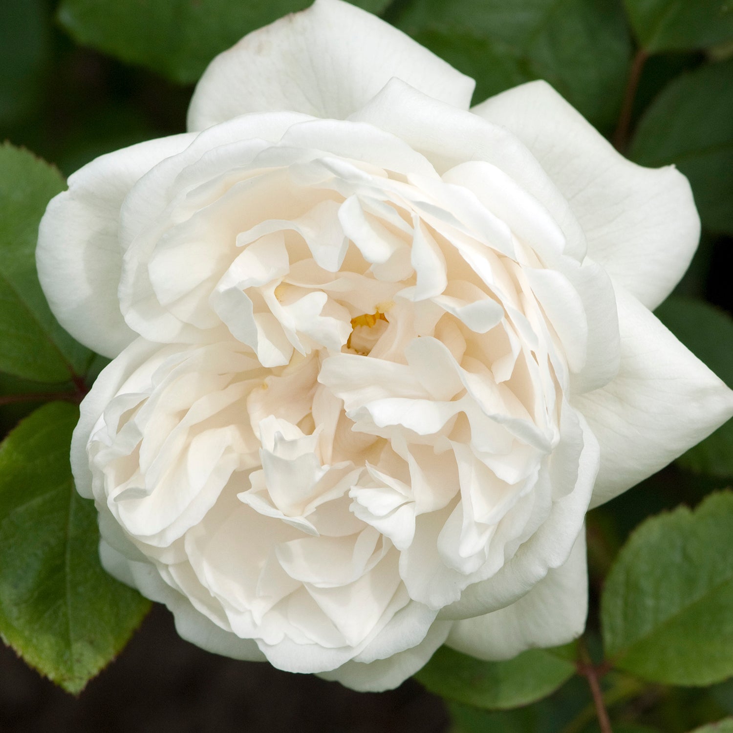 David Austin Roses and How to Care for Them in California