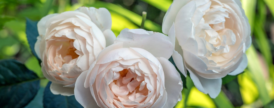 David Austin Roses and How to Care for Them in California