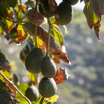 Avocados