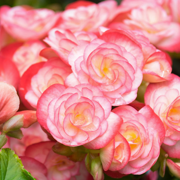 Tuberous_Begonias