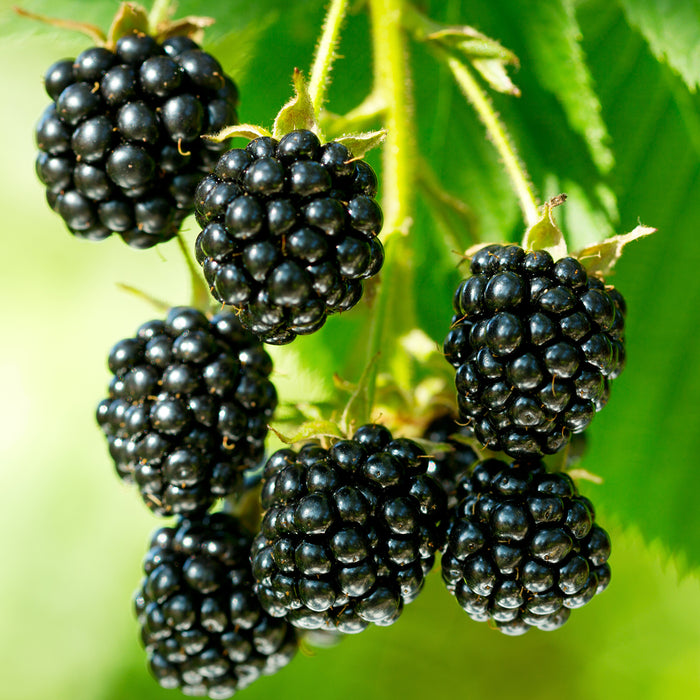 Cane Berries