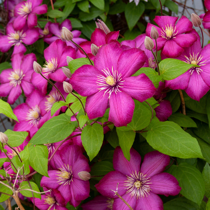 Clematis