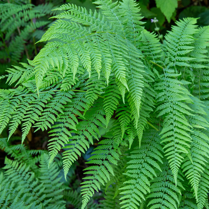 Ferns