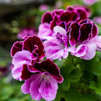 Geraniums