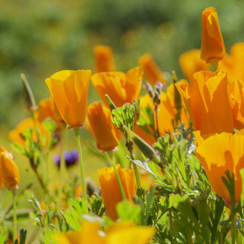 Wildflowers