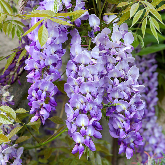 Wisterias