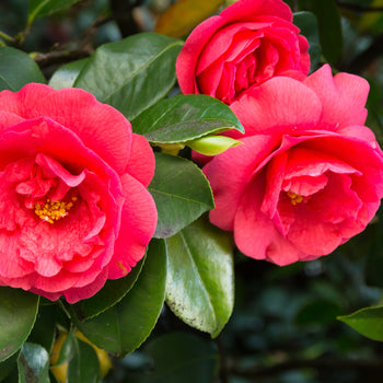 Camellias