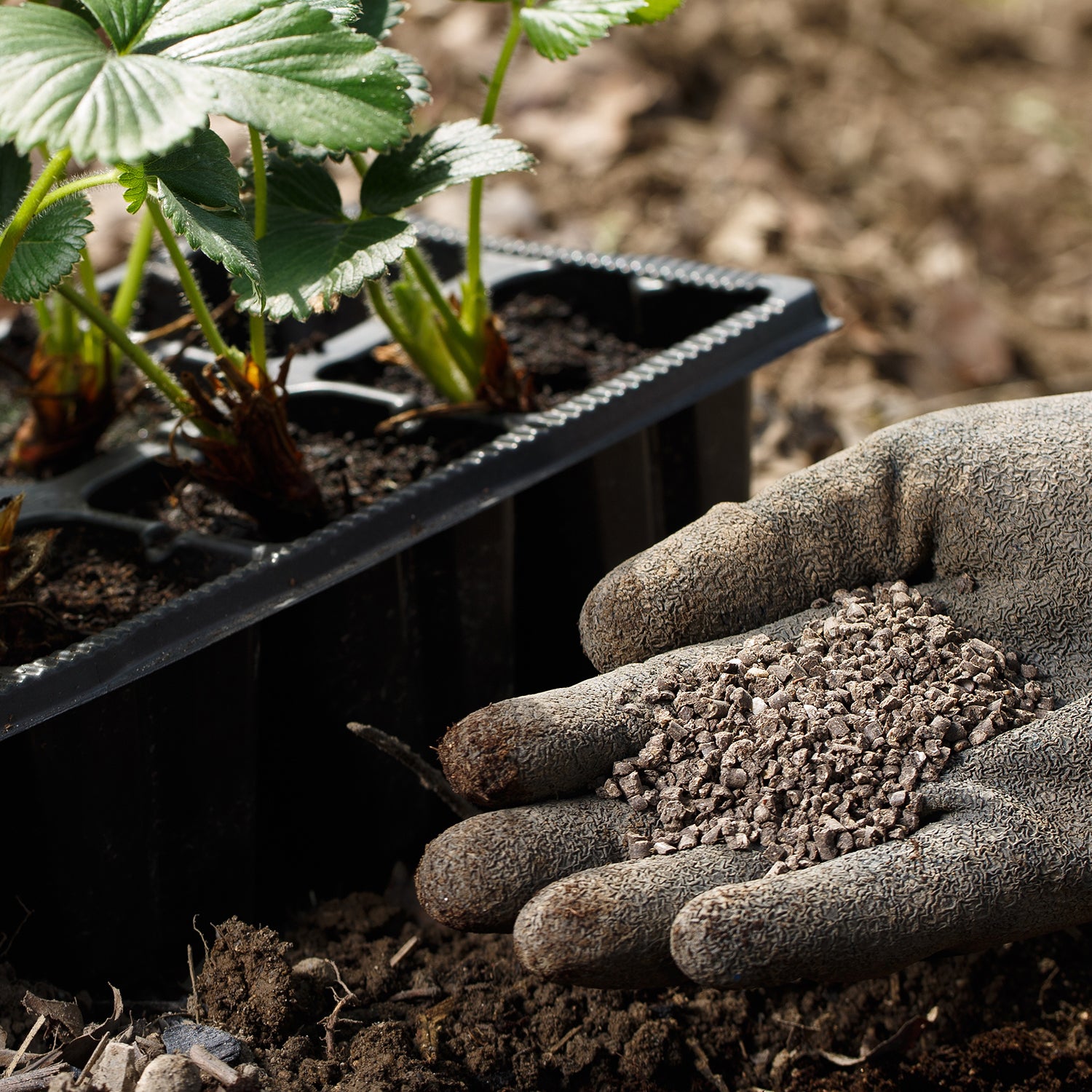 Everything You Need to Know About Fertilizer 