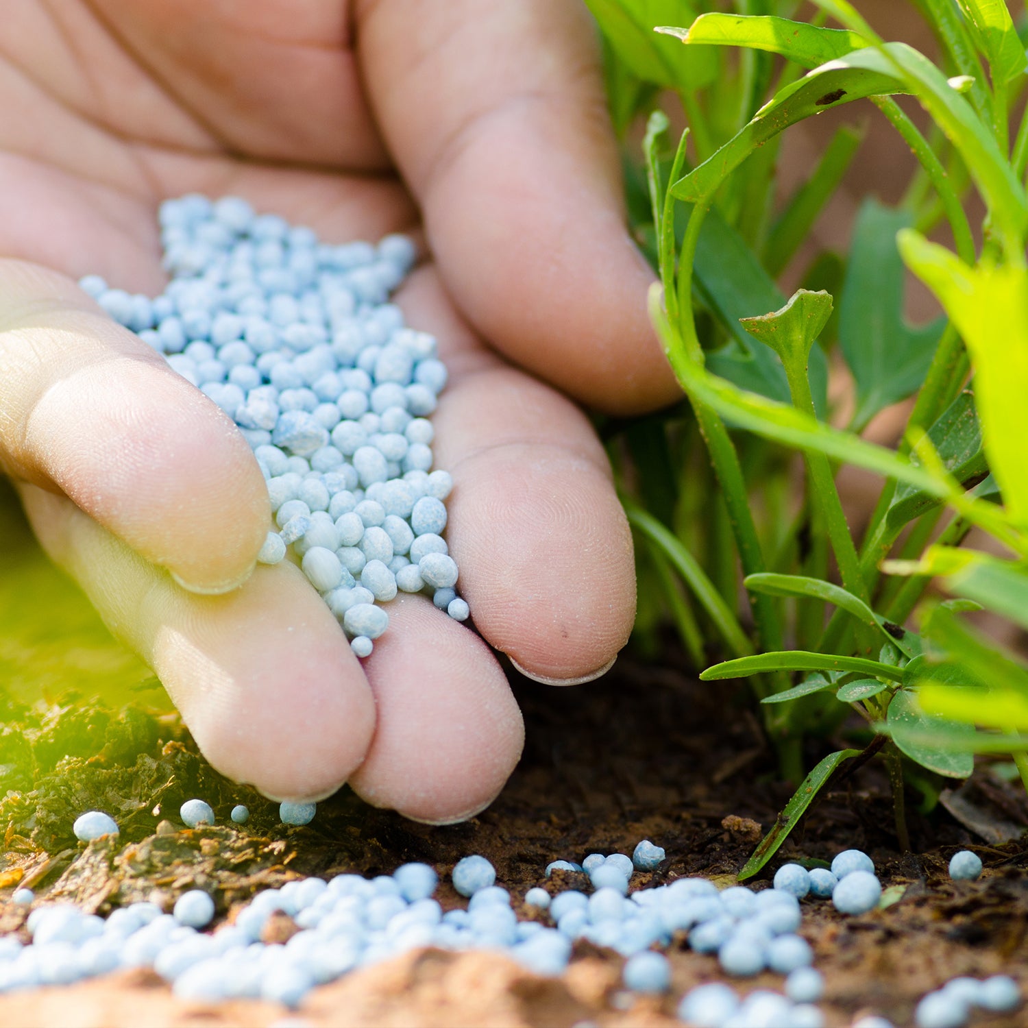 Everything You Need to Know About Fertilizer