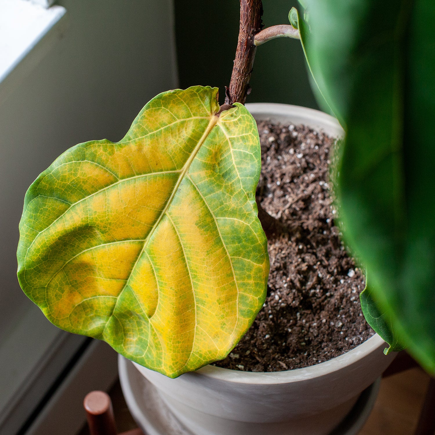 tage ned Modtager vinder Answers To Common Issues with Fiddle Leaf Figs – Roger's Gardens