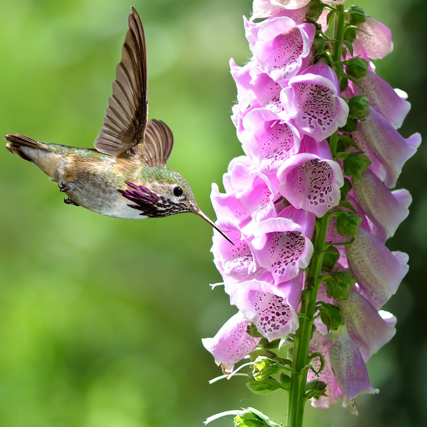 Pink Panther Foxglove • How to Care for This Beautiful Blooming Plant