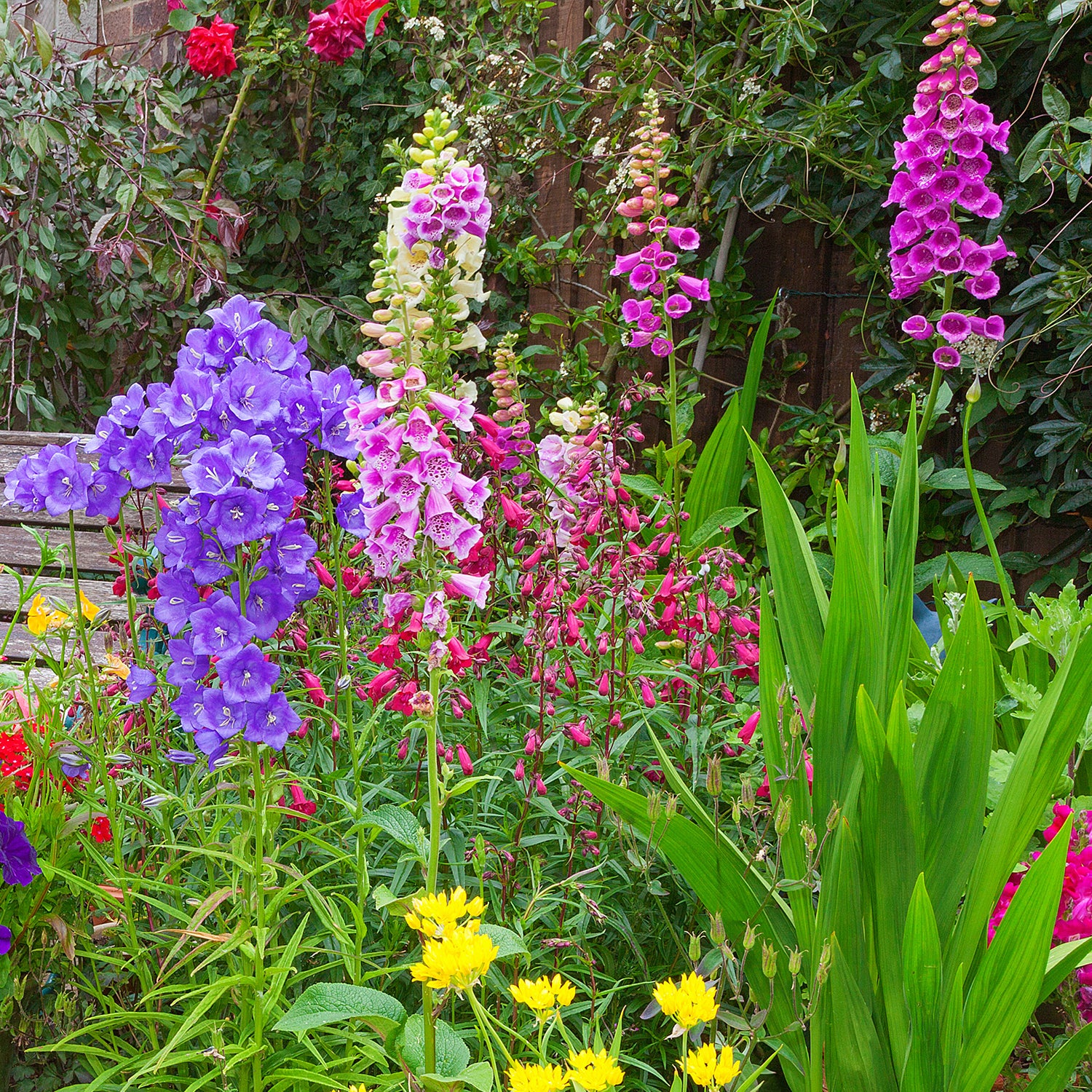 fox glove pink panther