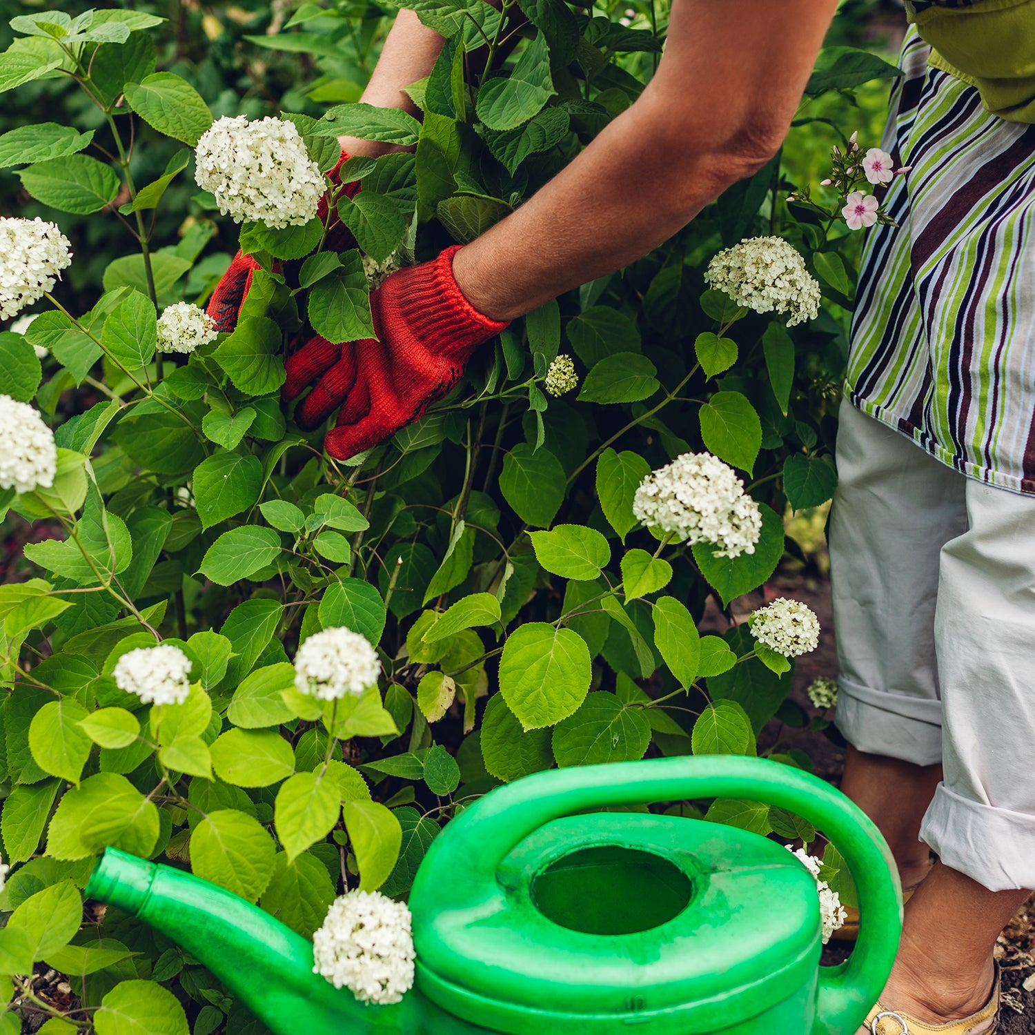 How to Maintain Your Hydrangeas