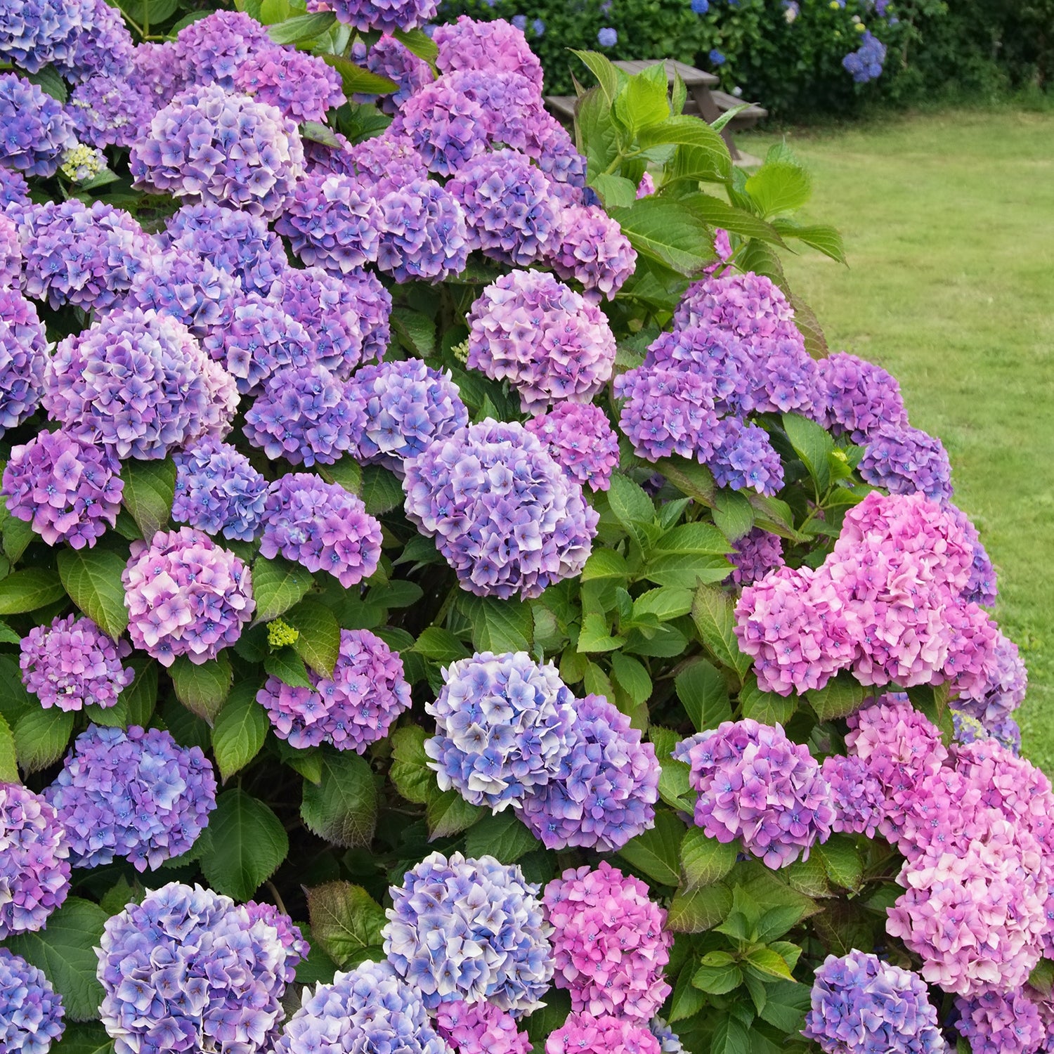 How to Maintain Your Hydrangeas