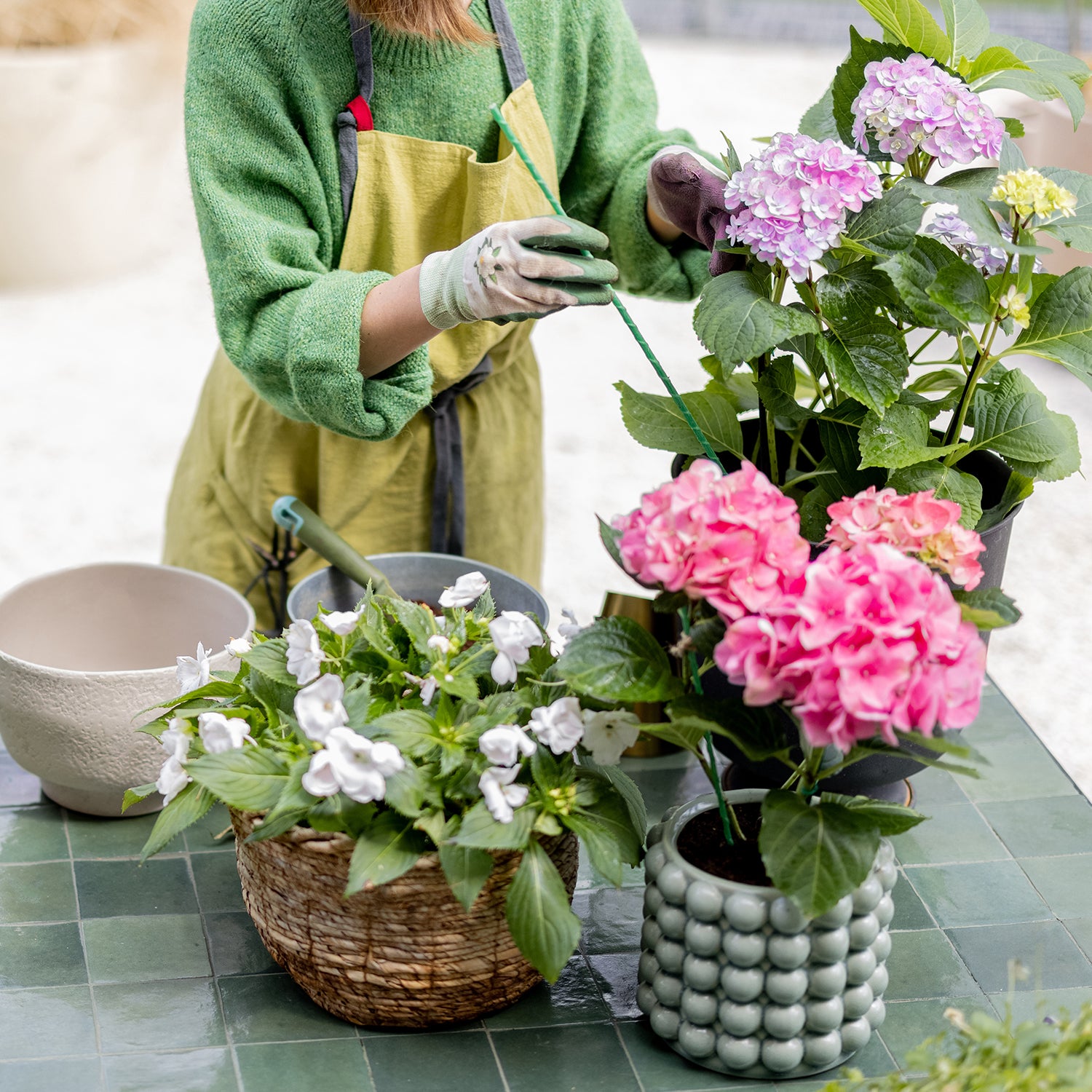 How to Maintain Your Hydrangeas