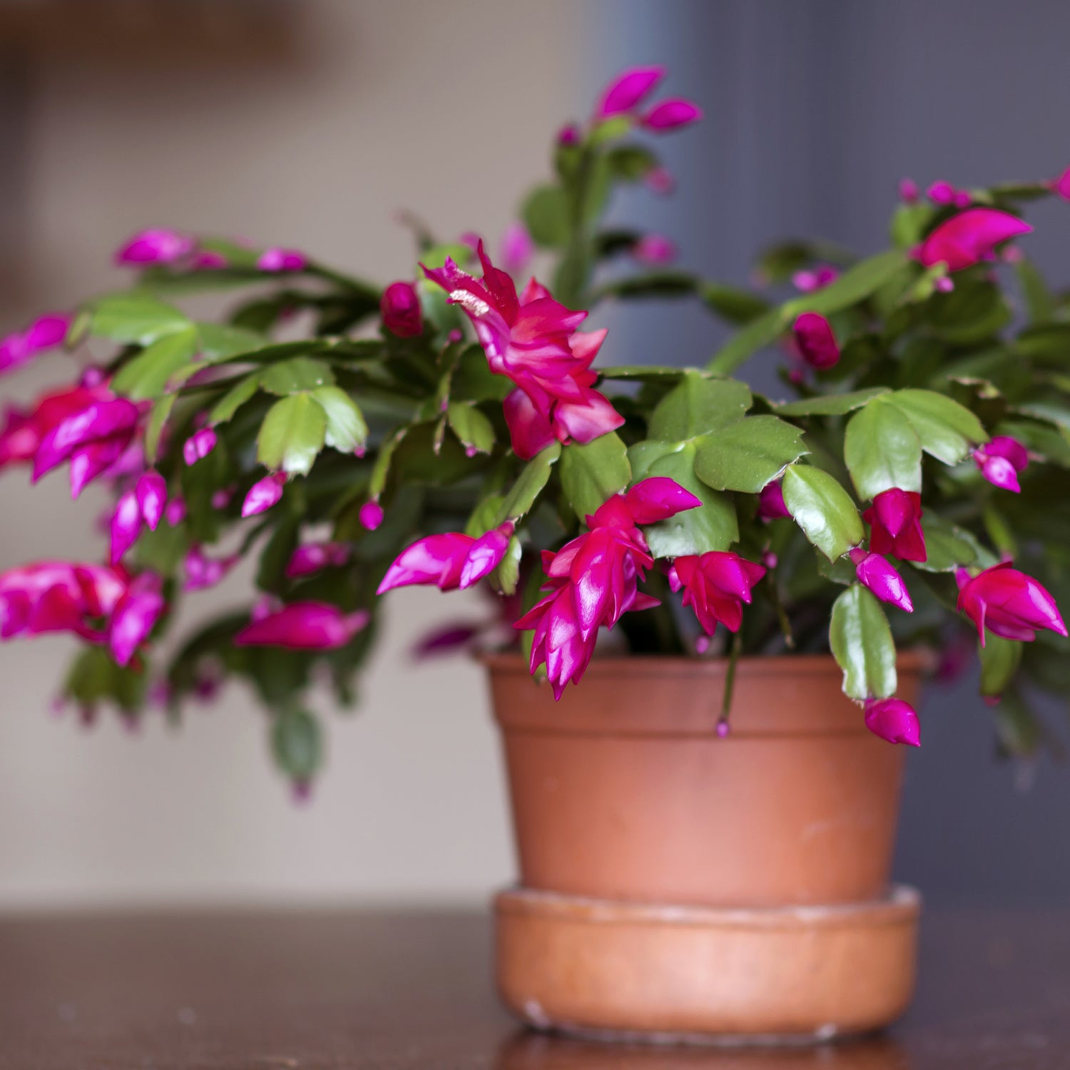 The Best Houseplants for Hostess Gifts