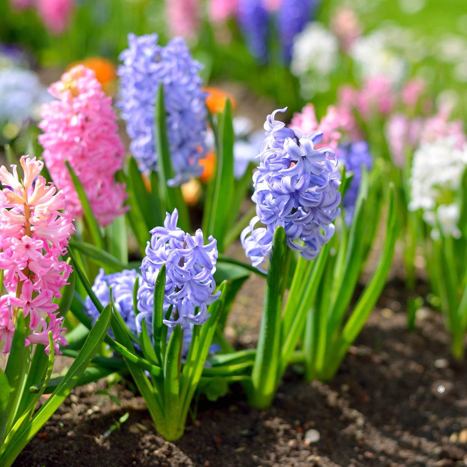 Planting Pre-Sprouted Bulbs