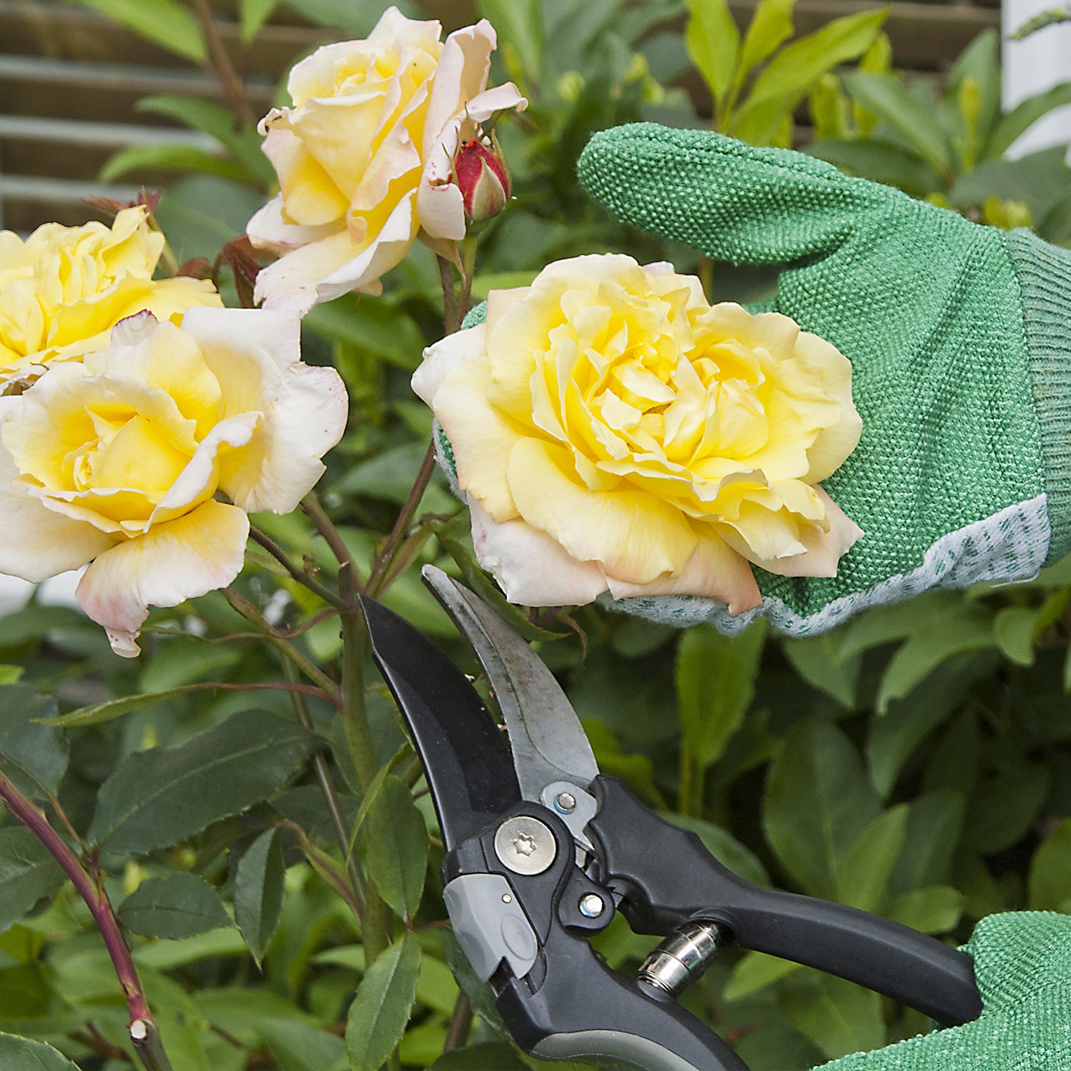 Everything You Need to Know About Pruning Roses