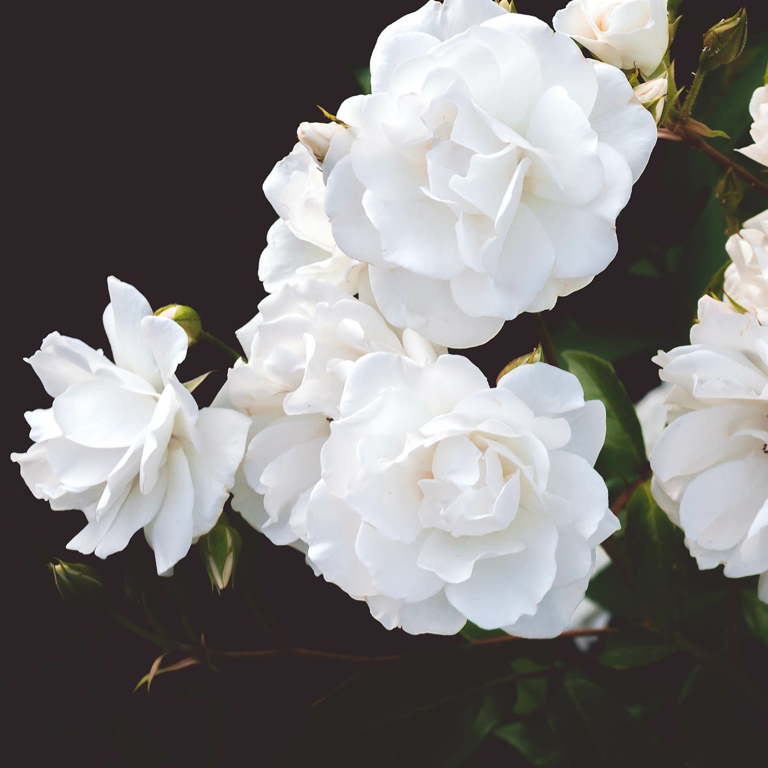 Everything You Need to Know About Pruning Roses