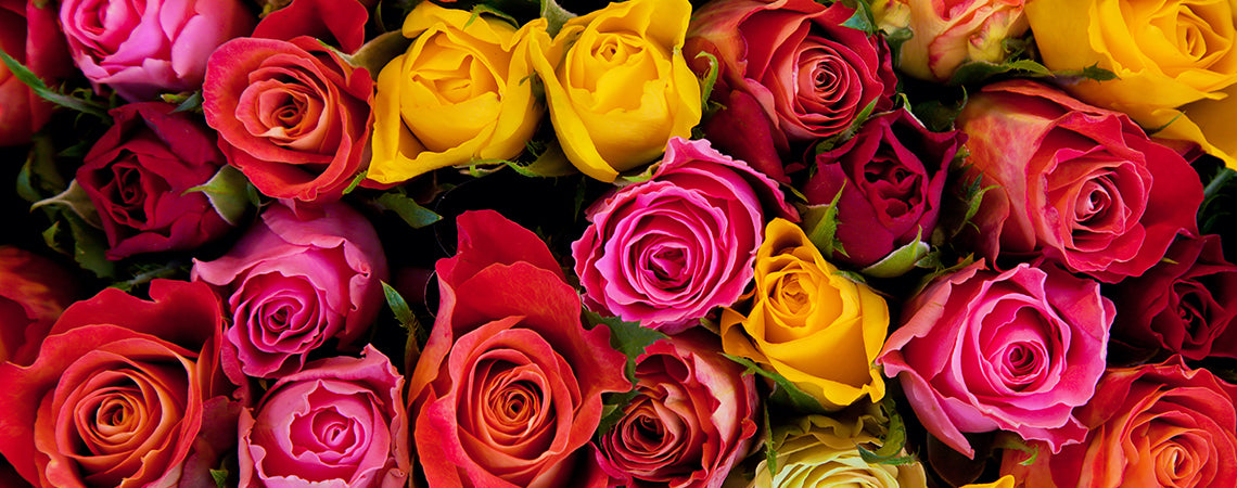 What The Color Of Roses Mean & Why We Love Them – Roger's Gardens
