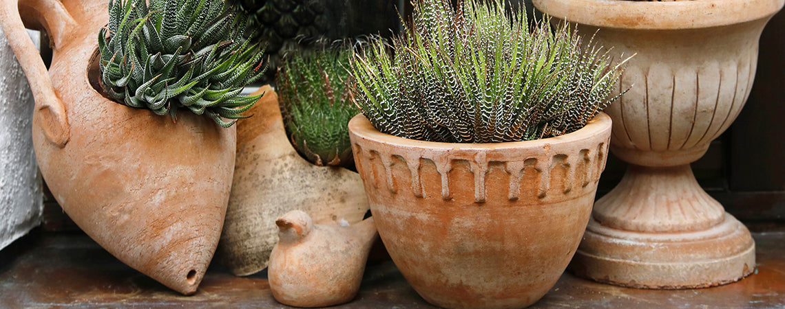 5 Tips For Gardening With Terracotta Pots