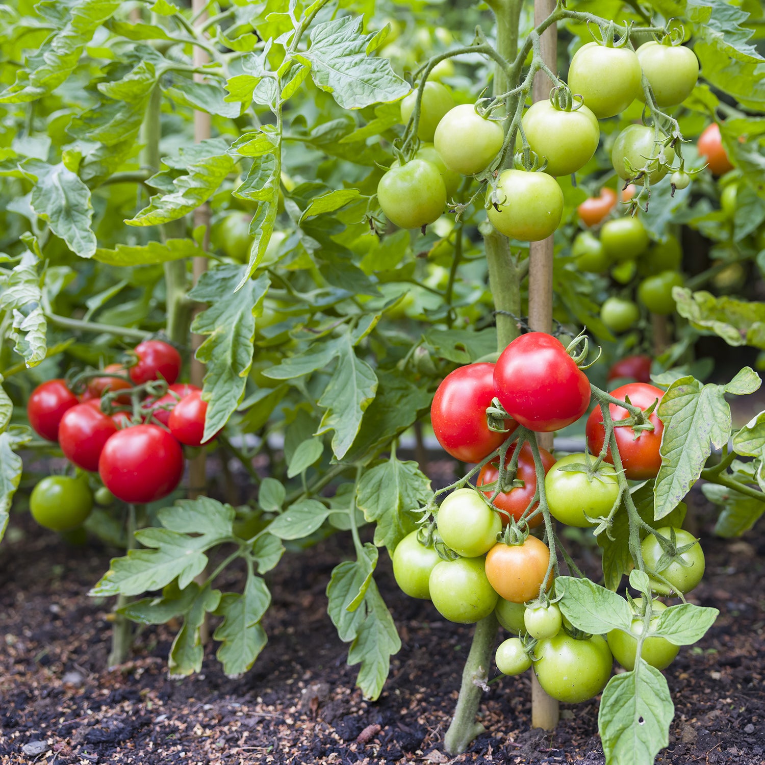 Tomato Terminology: Gardening Tomatoes Made Easy