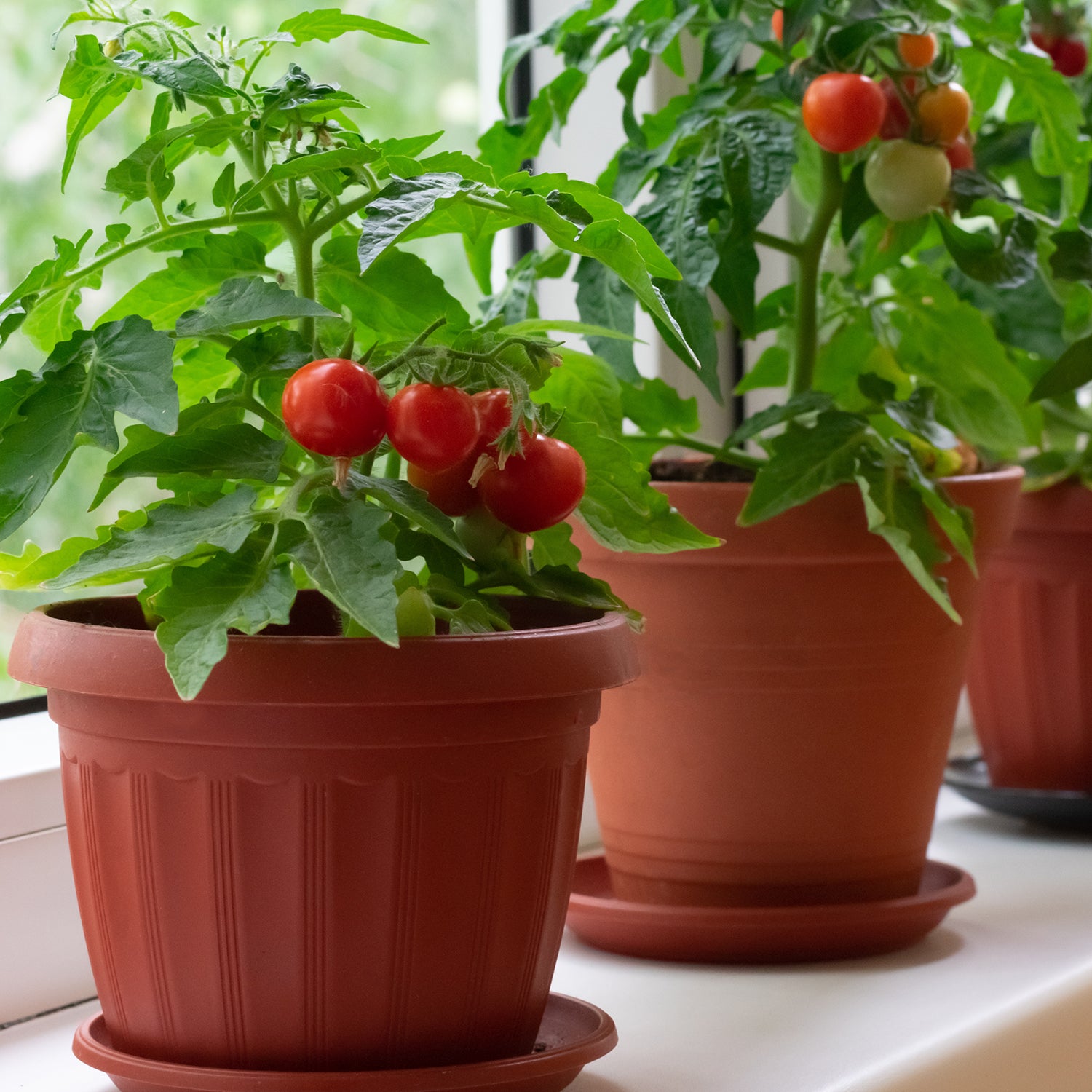 Tomato Terminology: Gardening Tomatoes Made Easy