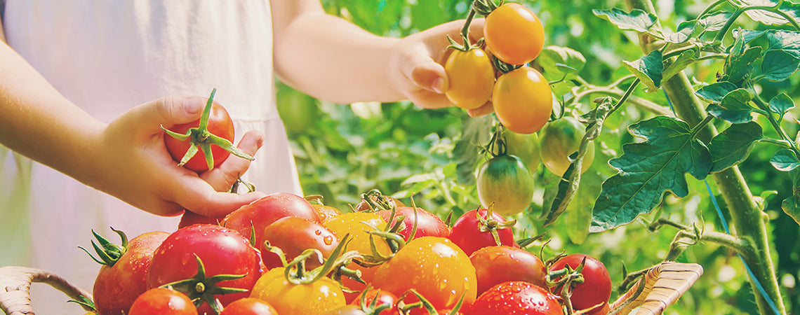 The Quest for the Perfect Tomato