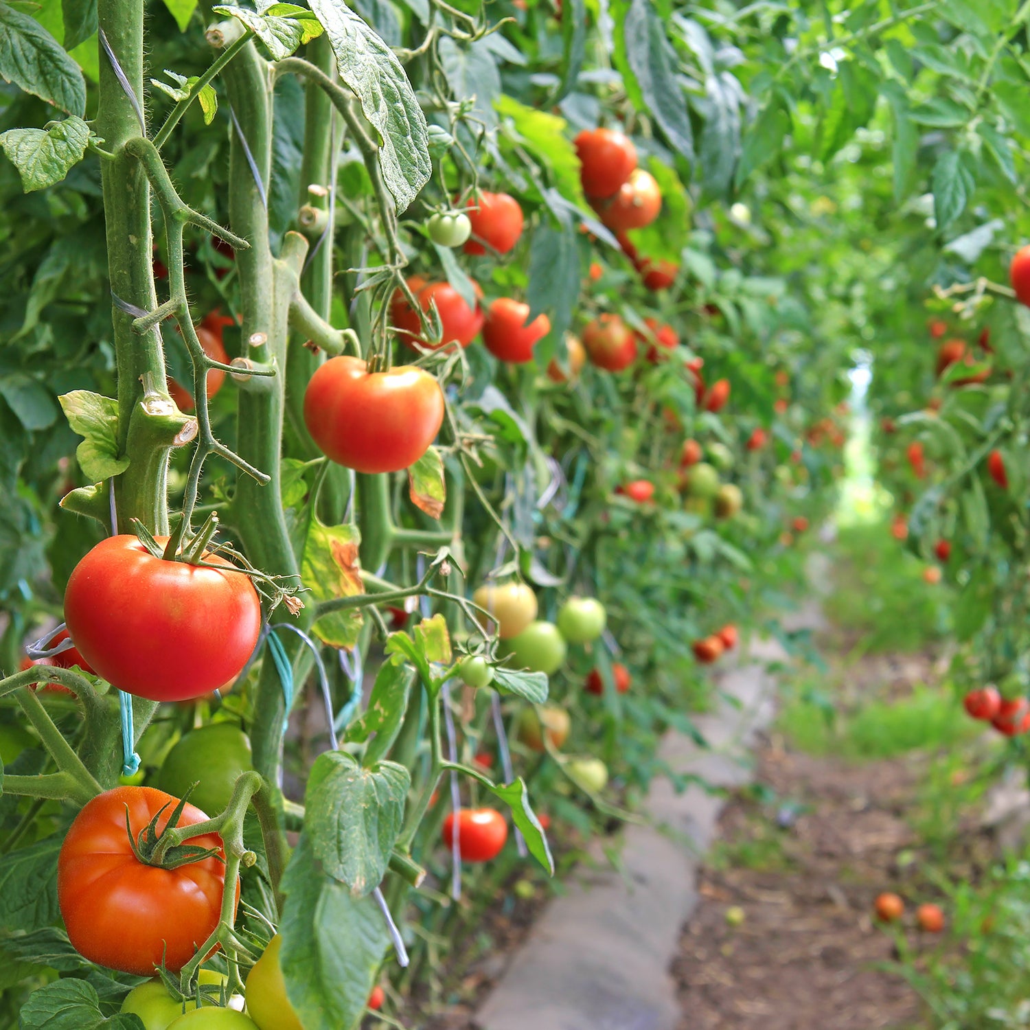 Albums 101+ Images a tomato plant is a type of angiosperm Latest