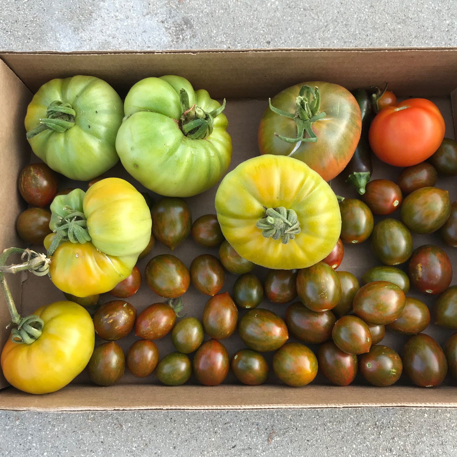 The Quest for the Perfect Tomato