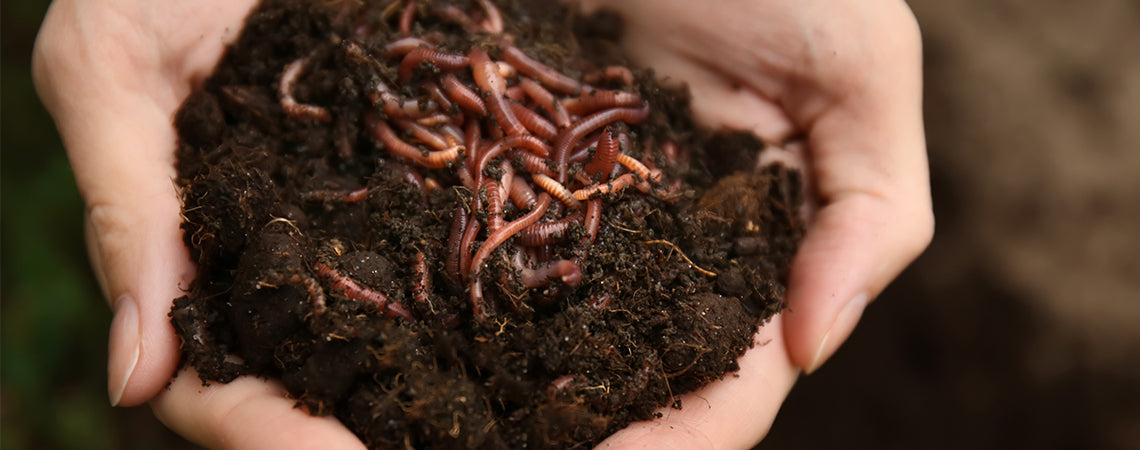 Everything You Need to Know About Worm Composting