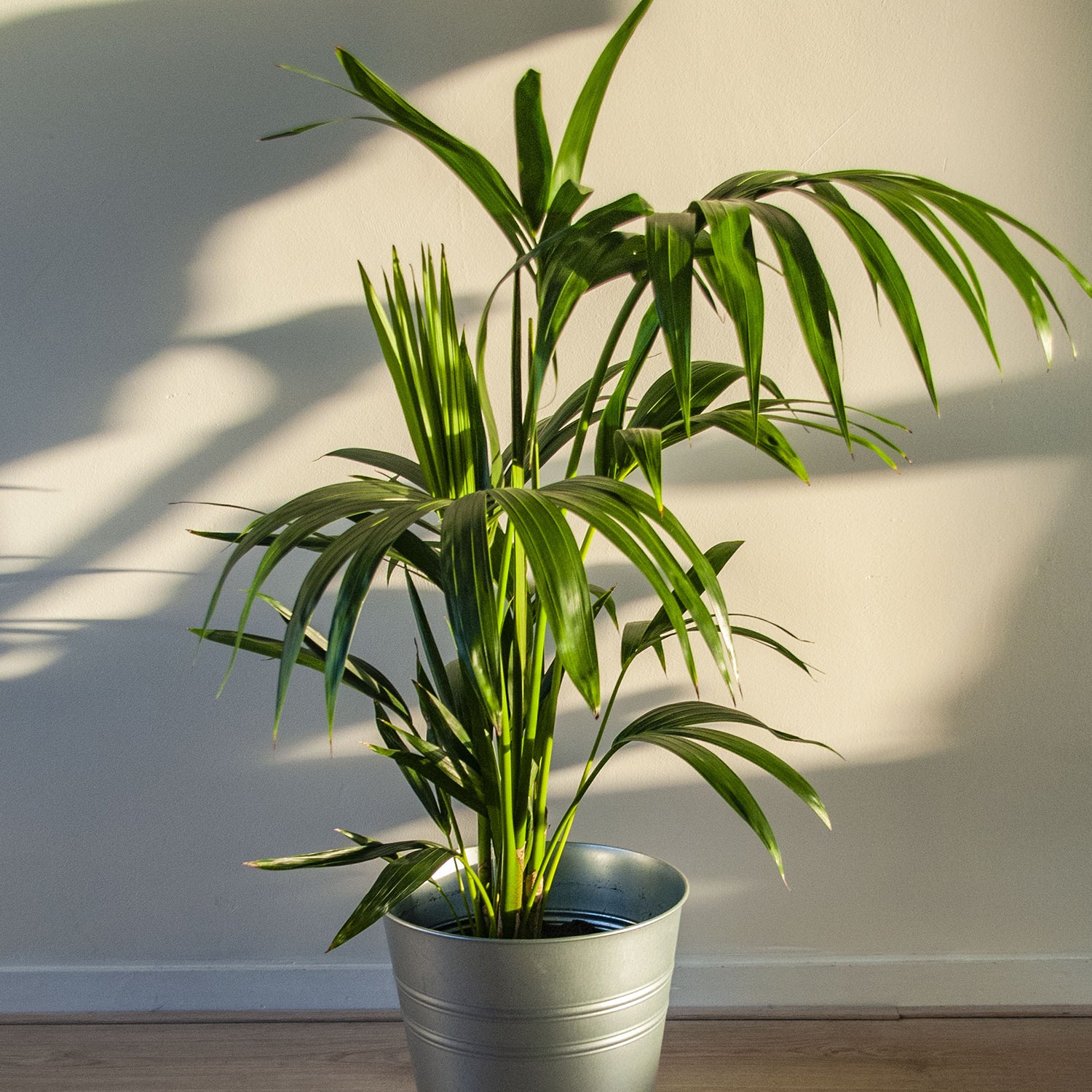 Lush Indoor Plants - Green Up Your Space with Vibrant Plant