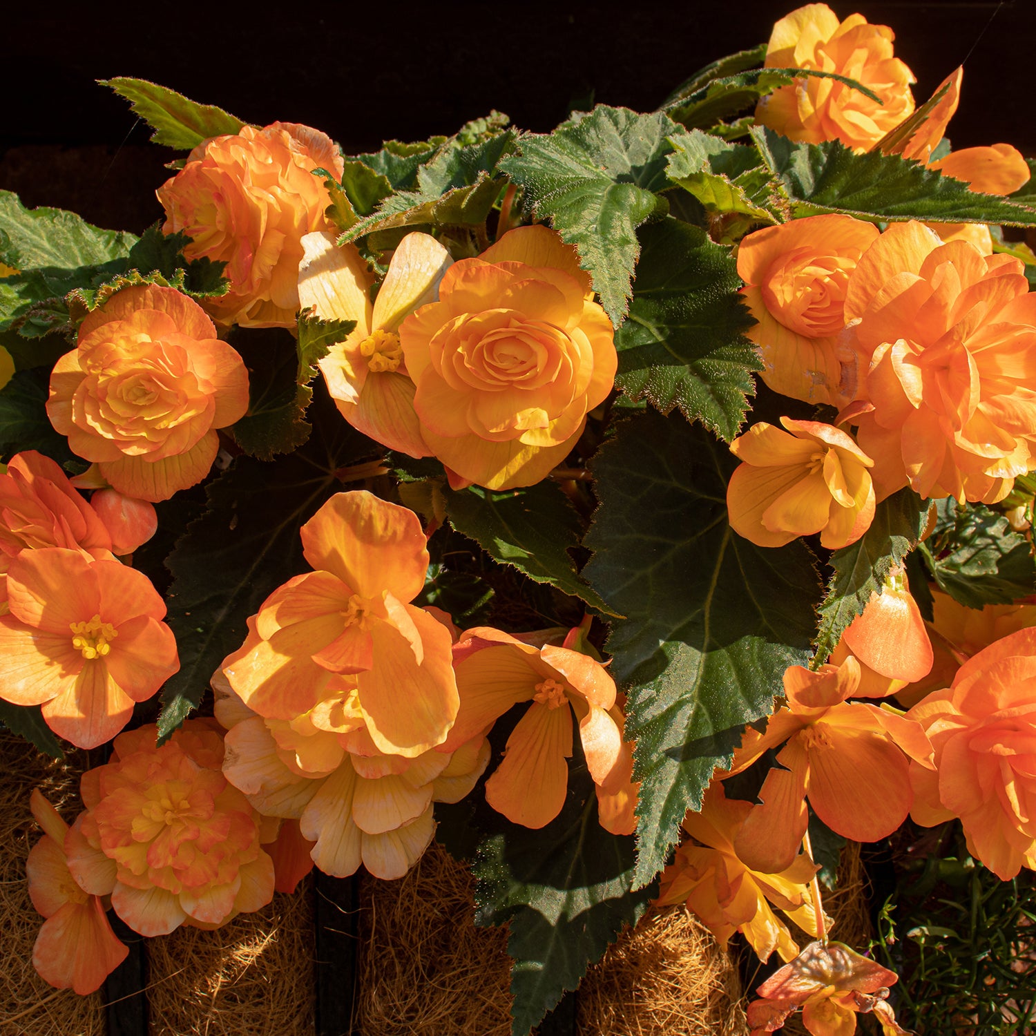 Image of Begonia flower for direct sun and heat