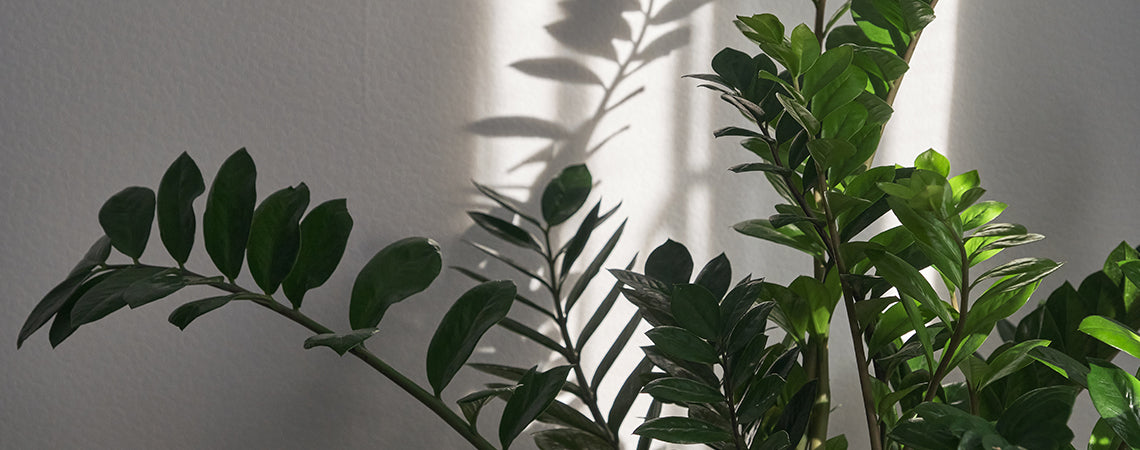 Best Houseplants for Small Spaces