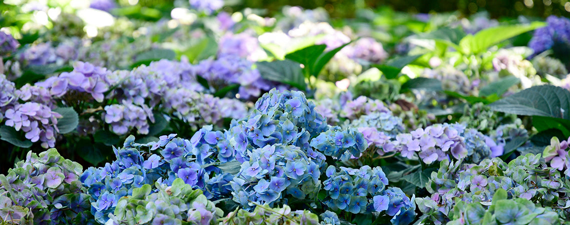 How to Maintain Your Hydrangeas