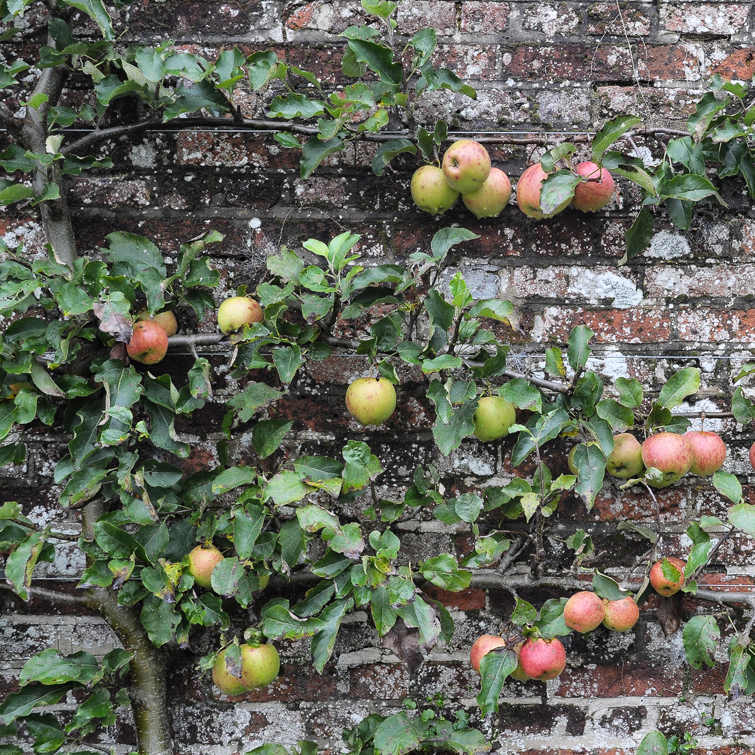Creative Ways to Add Fruit Trees and Plants to Small Spaces