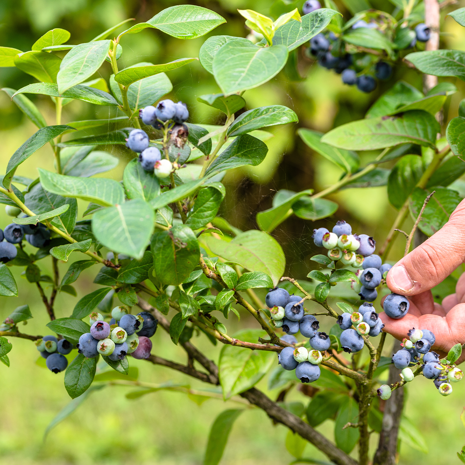 Creative Ways to Add Fruit Trees and Plants to Small Spaces