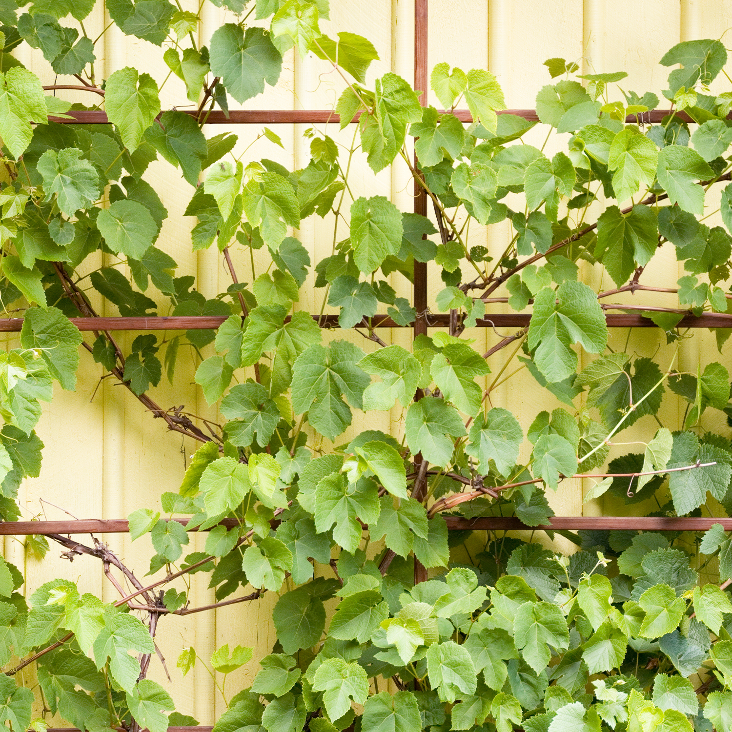 Creative Ways to Add Fruit Trees and Plants to Small Spaces