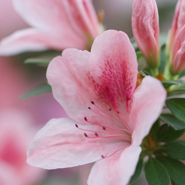 Pink Azalea Flowering Part Shade Plant